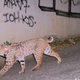 Image for article titled Basement Lion Is What Makes LA Great